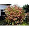 Drieň biely Sibirica, výška 40-60 cm, kvetináč 3 l