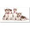 Foto obraz sklo tvrzené šteňatá Husky 100x50 cm
