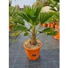 Trachycarpus wagnerianus vo výške 70 -75 cm
