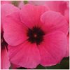 Katarant Tatoo Raspberry - Catharanthus roseus - predaj semien - 30 ks