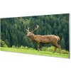 Obraz na akrylátovom skle Jeleň v poli 100x50 cm