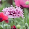 Mak okrasný Lilac Pompon - Papaver somniferum - semená maku - 200 ks