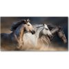 Fotoobraz na skle Kone v cvale 100x50 cm
