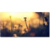 Foto obraz sklo tvrzené púpava 100x50 cm