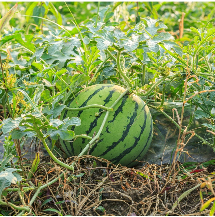 Vodný melón Saskatchewan - Citrullus lanatus - semená - 6 ks