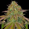 Barney´s Farm - Wedding Cake 10 ks - Semienka neobsahujú THC