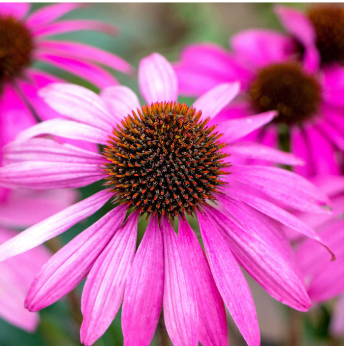 Echinacea purpurea - predaj semien - 15 ks