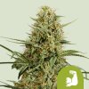 Royal Queen Seeds HulkBerry Auto Balenie: 3 ks 0% THC