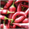 Paprika Žitava - Capsicum annuum - predaj semien - 30 ks