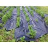 Záhradná textília Agrotex, 1,6 x 25m