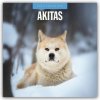 Akitas Akita 16 Monats 2026