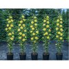 Ruža popínavá (Rosa rampicante) ´GOLDEN GATE®´ - výška 170-190 cm, kont C5L