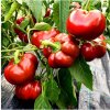 Paprika Topepo rosso - Capsicum annuum - predaj semien - 20 ks