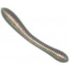 Revol Baits nástraha Leech 50mm príchuť krevetka, farba šedý chameleón 12ks