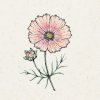 Jora Dahl Cosmos bipinnatus 