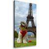 Vertikálny foto obraz na plátne Pes v Paríži 50x100 cm