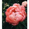 Pivonka Coral Sunset - Paeonia lactiflora - predaj cibuľovín - 1 ks