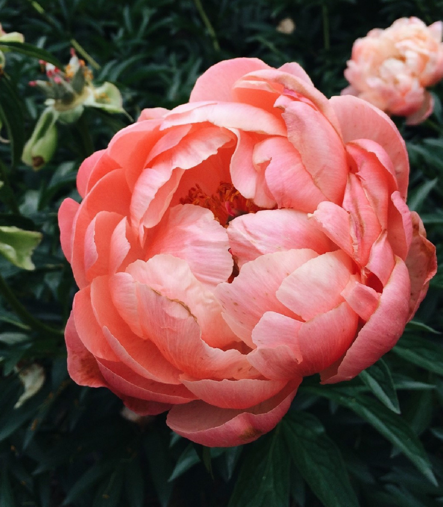 Pivonka Coral Sunset - Paeonia lactiflora - predaj cibuľovín - 1 ks