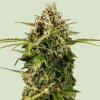 Royal Queen Seeds - Apollo F1 Auto 5 ks - Semená neobsahujú THC