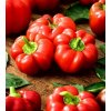 Paprika Pnos Oleńka semená 0,5 g