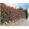 Červienka fraserová Red Robin, výška 100-130 cm, kvetináč 15 l