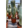Yucca rostrata s výškou kmeňa 40-50 cm, 40 l