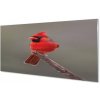 Nástenný panel Red papagáj na vetve 100x50 cm