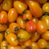 Paradajka Artisan Blush Tiger - Solanum lycopersicum - semená - 6 ks