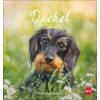 Dackel Postkarten 2027