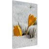 Vertikálny foto obraz sklo tvrdené Źlté krókusy 50x100 cm