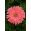 GERBERA JAMESONII do kvetináčov, REVOLUTION SALMON SHADES LIGHT EYE, 1000 semien