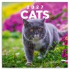 NOTIQUE Poznámkový kalendár Mačky 2027, 30 x 30 cm (PGP-36310-V)