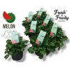 Muškát vonný Melon - Pelargonium odoratissimum, kont. p12