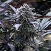 Silent Seeds Exotic Cannabis Seeds Grape Juice Feminizované 3 ks