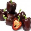 Paprika hnedá Baby bell - Capsicum annuum - semená - 8 ks