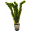 Egeria densa