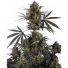 Fastbuds - Pound Cake Auto 5 ks - Semená neobsahujú THC