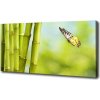 Foto obraz na plátne Bambus a motýľ 100x50 cm