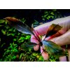Bucephalandra sp. Ulysses