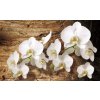 ForWall Fototapety Biela orchidea 3 208 x 146 cm