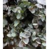 Eukalyptus Gunnov - Eucalyptus gunnii - semená eukalyptu - 10 ks