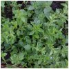 Grécke oregano Kreta - Origanum hirtum - semená oregana - 200 ks