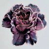 Slow Show - Still Life / Digisleeve [CD]