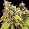 Vision Seeds - Doctor Jamaica Auto 10 ks - Semená neobsahujú THC