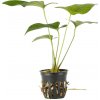 Anubias gigantea