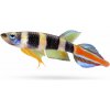 Aquascaperi Šťukovec prstencový - Pseudoepiplatys / annulatus