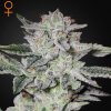 Green House Seed - Sweet Valley Kush 10 ks - Semená neobsahujú THC