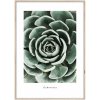 Obraz v ráme Echeveria, 70 × 50 cm, OB-14051