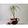 Kvetúlok Dracaena Ďoďko