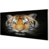 Obraz na akrylátovom skle Tiger 100x50 cm